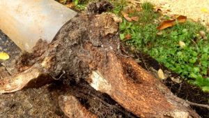Tree roots blocking an underground drain pipe